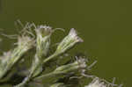 White snakeroot